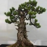 Bonsai Japanes White Pine (indoor bonsai) 10 семян