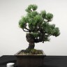Bonsai Japanes White Pine (indoor bonsai) 10 семян