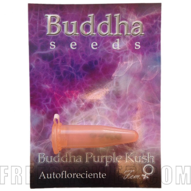 Auto Buddha Purple Kush fem